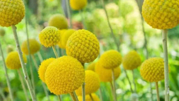 15 Dried Plants That Still Look Stunning (No Water, No Problem)