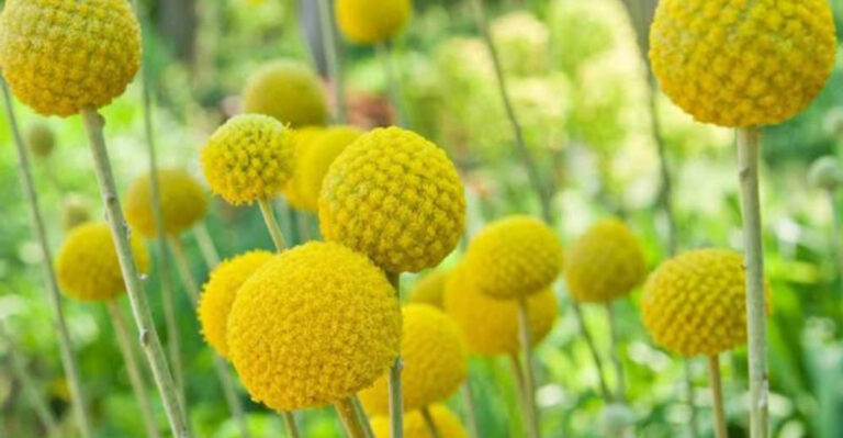 15 Dried Plants That Still Look Stunning (No Water, No Problem)