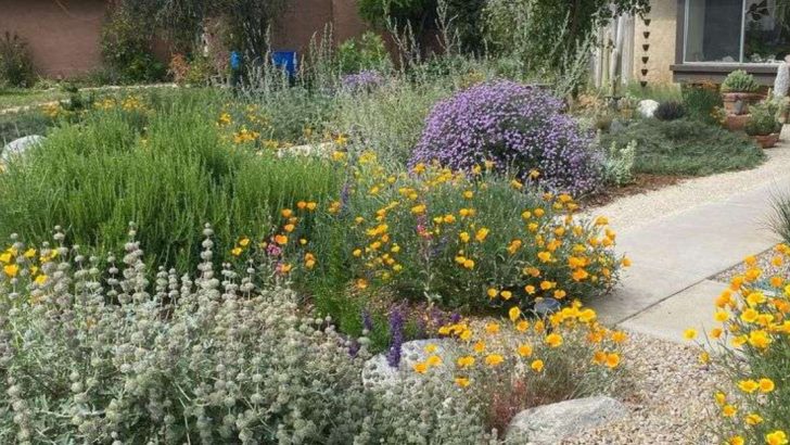 15 Drought-Tolerant Herbs That Taste Better With Less Water