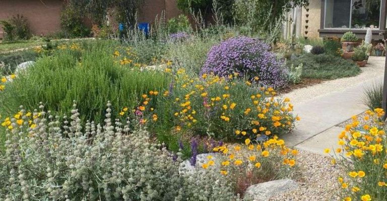15 Drought-Tolerant Herbs That Taste Better With Less Water