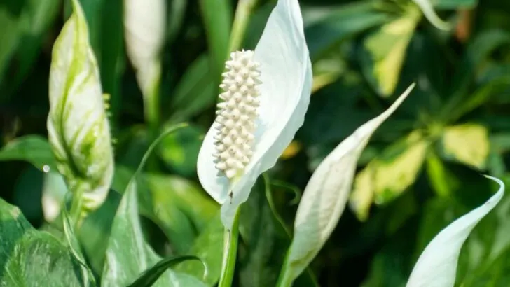 15 Easy-to-Grow Plants That Brighten Your Home Even When You Travel Often