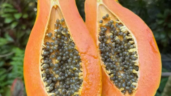 15 Edible Plants That Also Work as Natural Skincare (Yes, Really)