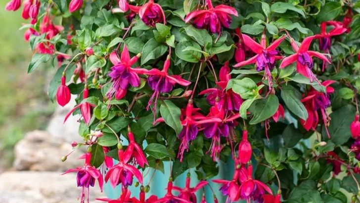 15 Elegant Flowers That Only Get Better with Age