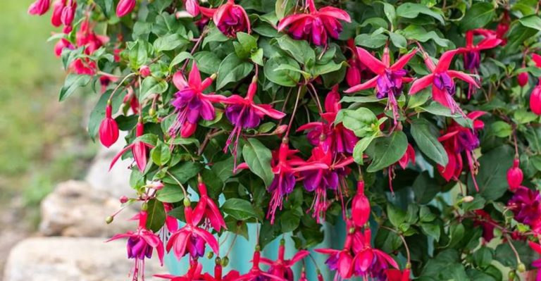 15 Elegant Flowers That Only Get Better with Age
