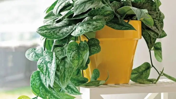15 Everyday Mistakes That Are Secretly Stunting Your Houseplants