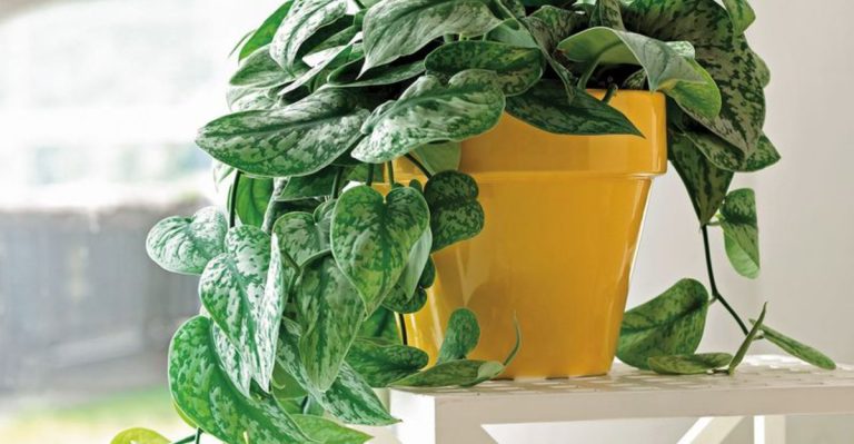 15 Everyday Mistakes That Are Secretly Stunting Your Houseplants