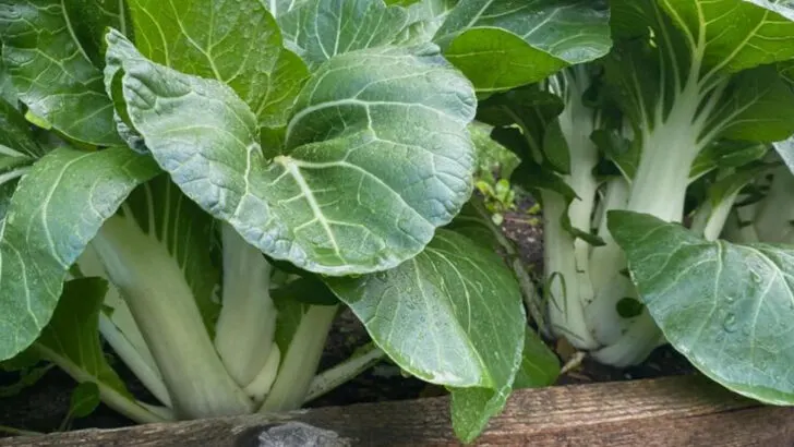 15 Fastest-Growing Veggies That’ll Feed You in Just Weeks