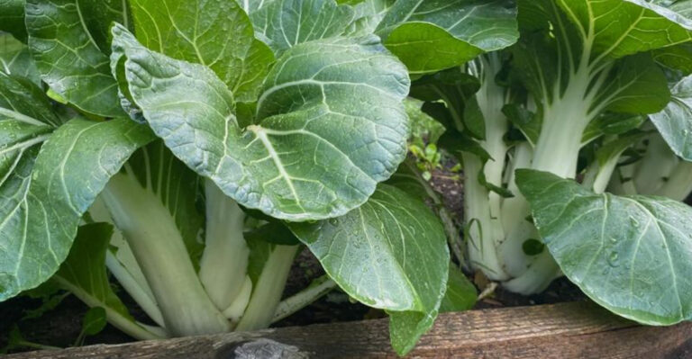 15 Fastest-Growing Veggies That’ll Feed You in Just Weeks