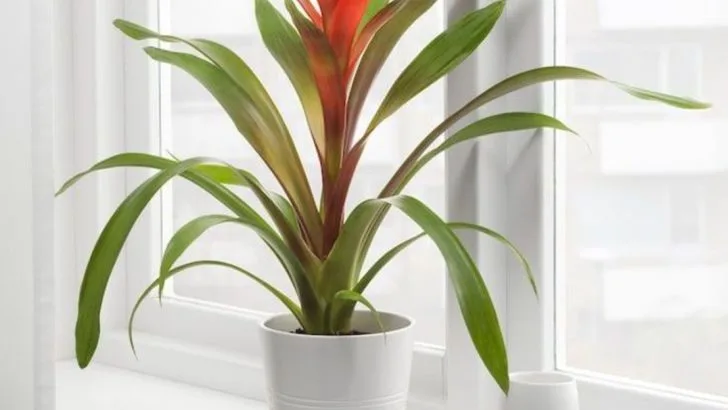 15 Flowering Houseplants That Double as Decor