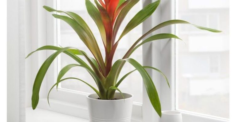 15 Flowering Houseplants That Double as Decor