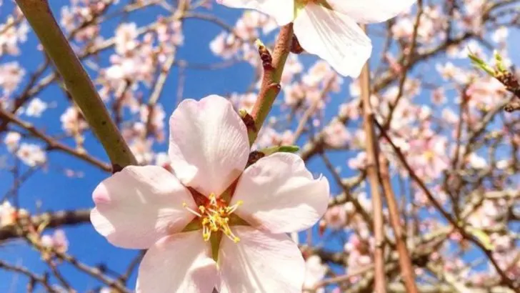 15 Flowers That Inspired Famous Works of Art