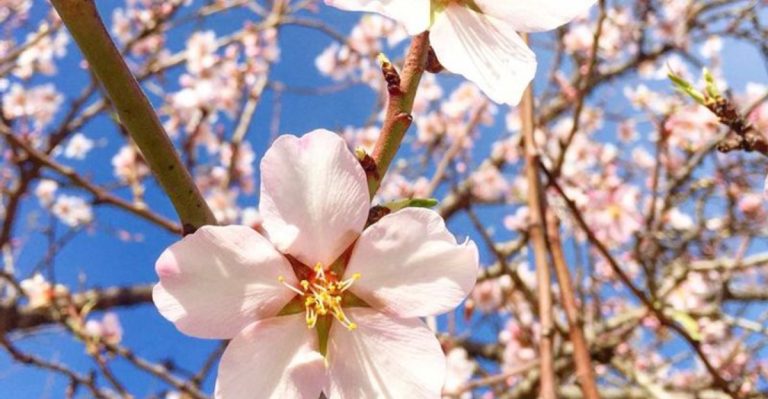 15 Flowers That Inspired Famous Works of Art