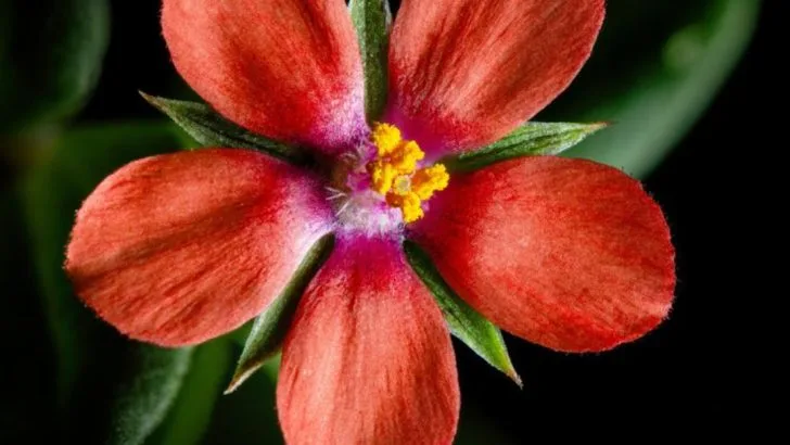 15 Flowers That Will Bloom Beautifully Even in Cracked Sidewalks