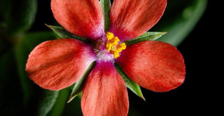 15 Flowers That Will Bloom Beautifully Even in Cracked Sidewalks