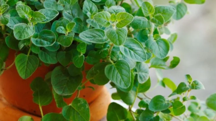 15 Fragrant Herbs That Double as Natural Air Fresheners