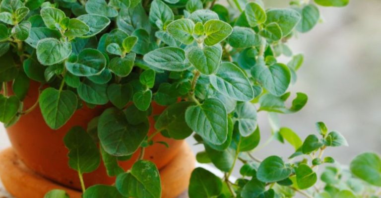 15 Fragrant Herbs That Double as Natural Air Fresheners
