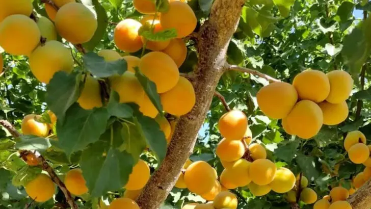 15 Fruit Trees You Can Plant This Year and Harvest From Next Summer