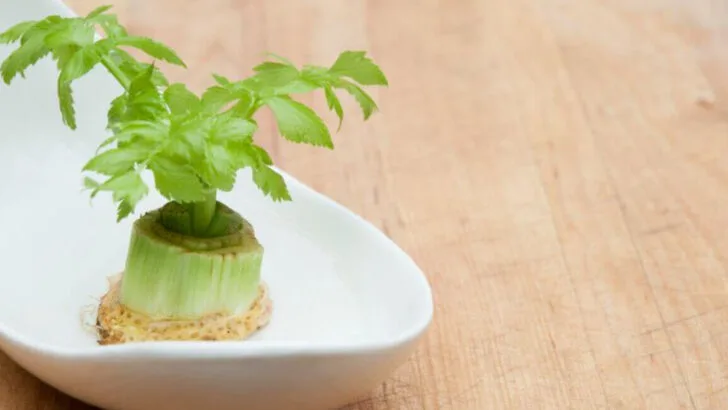 15 Fruits and Veggies That Regrow with Just Kitchen Leftovers and a Jar