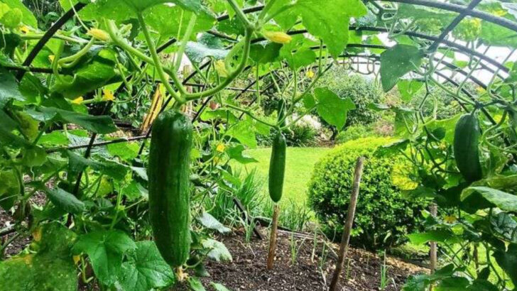 15 Garden Fails That Turned Out Better Than the Original Plan