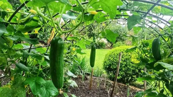 15 Garden Fails That Turned Out Better Than the Original Plan