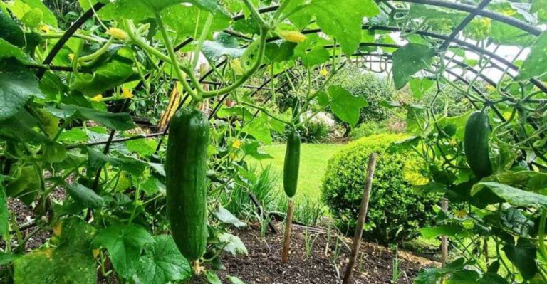 15 Garden Fails That Turned Out Better Than the Original Plan