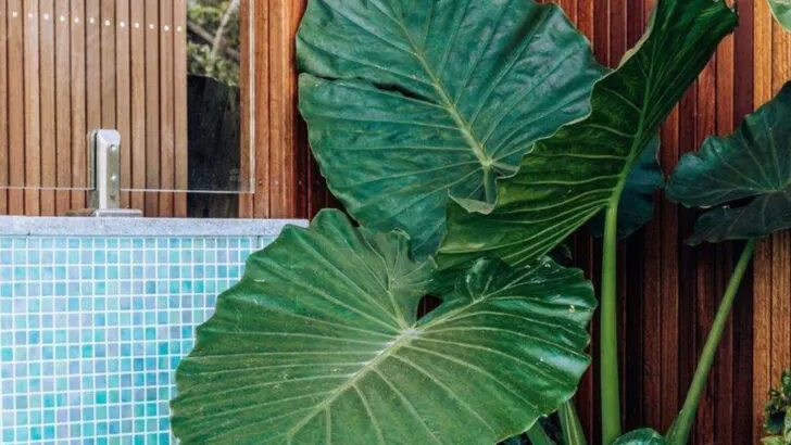 15 Gorgeous Plants That Look Tropical—But Survive Cold Nights Too