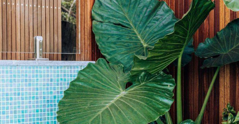 15 Gorgeous Plants That Look Tropical—But Survive Cold Nights Too