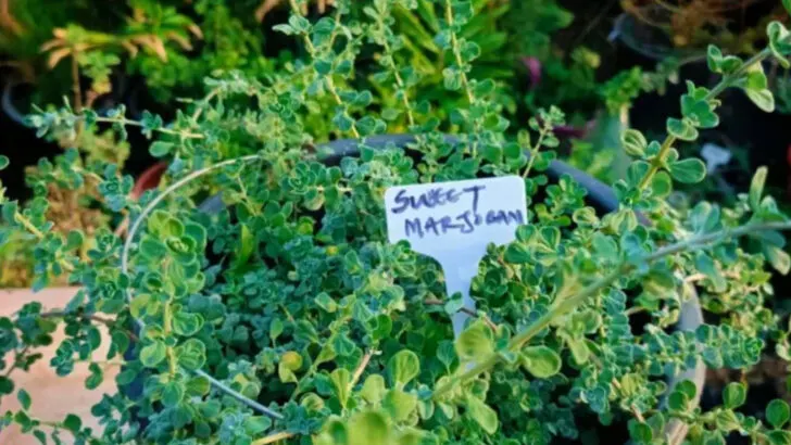 15 Heat-Tolerant Herbs You Can Grow (Even If You Forget to Water)