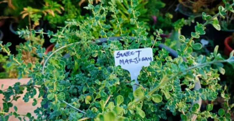 15 Heat-Tolerant Herbs You Can Grow (Even If You Forget to Water)
