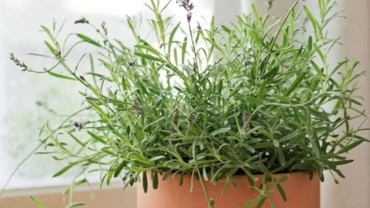 15 Houseplants That Smell Better Than Most Candles (And Clean the Air Too)