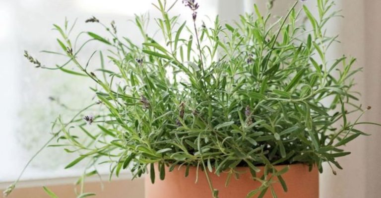 15 Houseplants That Smell Better Than Most Candles (And Clean the Air Too)