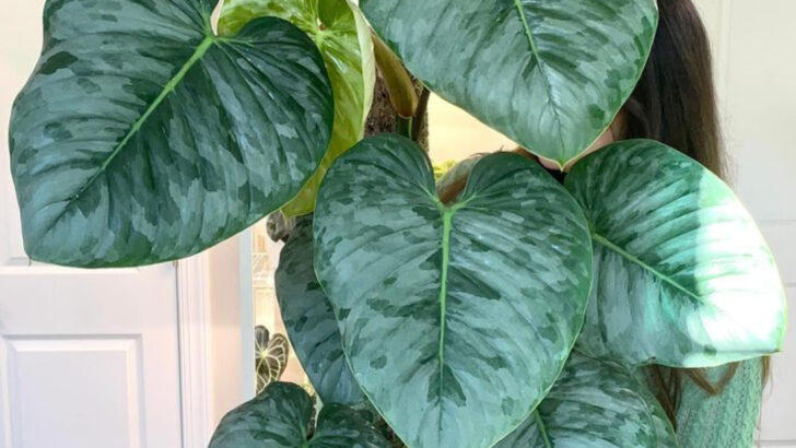 15 Houseplants That Thrive on Neglect (Perfect for Busy People)