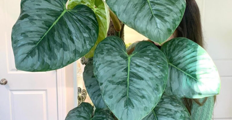 15 Houseplants That Thrive on Neglect (Perfect for Busy People)