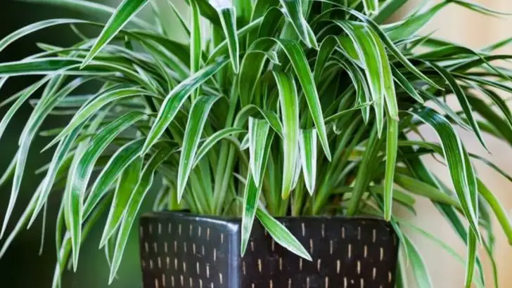 15 Indoor Plants That Actually Prefer to Be Left Alone