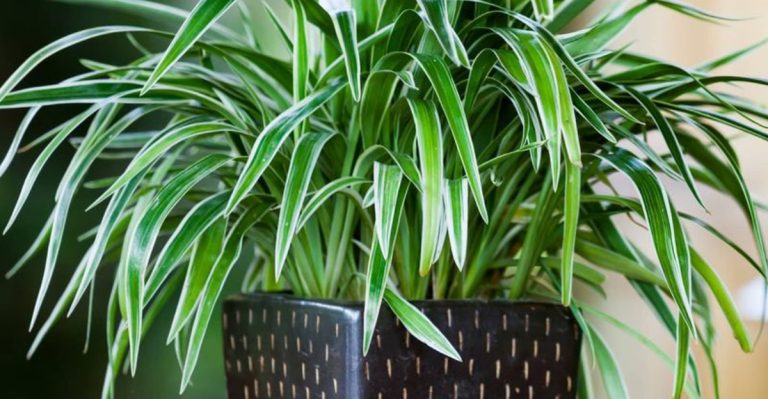 15 Indoor Plants That Actually Prefer to Be Left Alone
