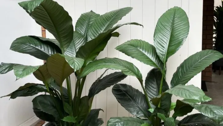 15 Indoor Plants That Boost Mood and Purify the Air