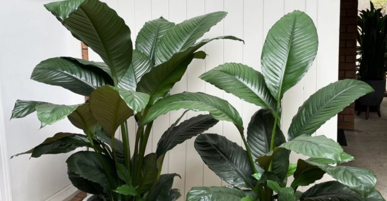 15 Indoor Plants That Boost Mood and Purify the Air