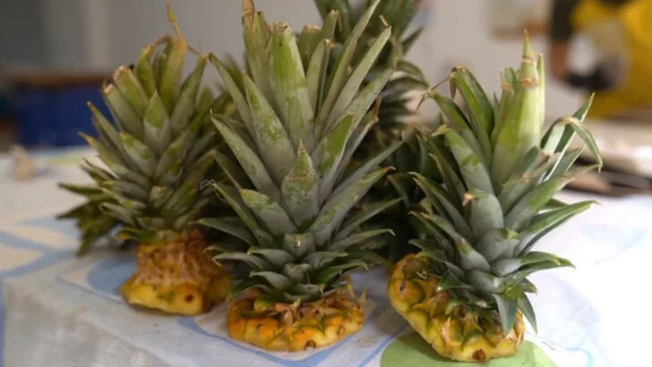 15 Kitchen Scraps That Yield More Than Just Compost