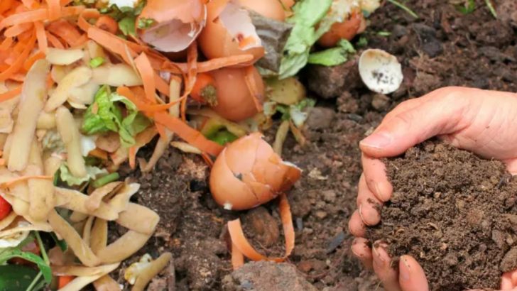 15 Leftover Kitchen Items That Will Help Your Plants Grow Faster
