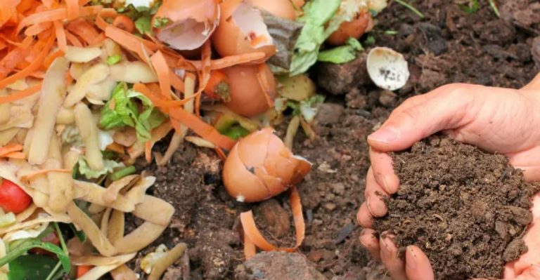 15 Leftover Kitchen Items That Will Help Your Plants Grow Faster