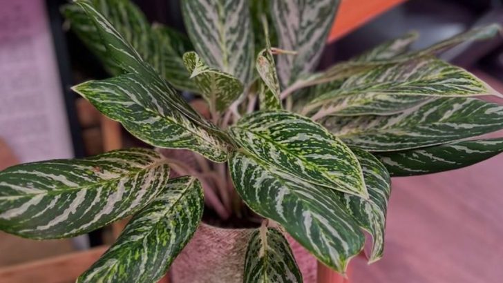 15 Low-Light Houseplants That Thrive in Dark Corners