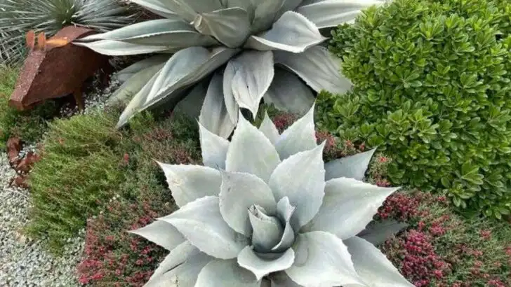 15 Mediterranean Plants That Love the Heat More Than You Do