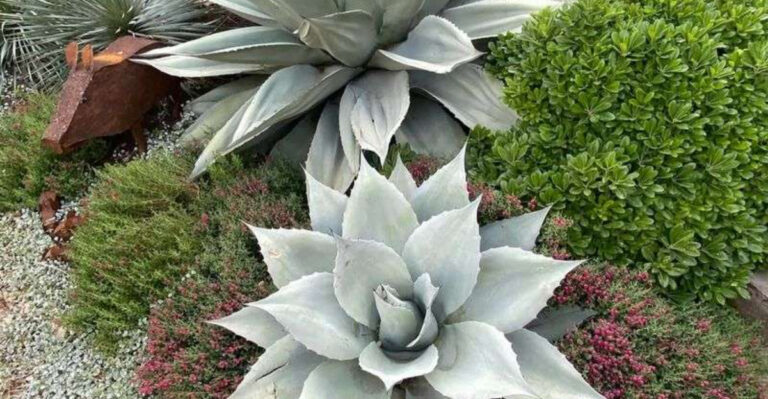 15 Mediterranean Plants That Love the Heat More Than You Do