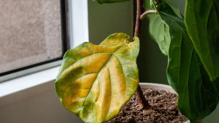 15 Mistakes You’re Making With Your Houseplants (And How to Fix Them Fast)