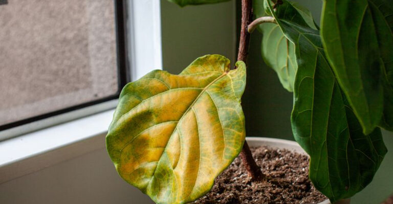 15 Mistakes You’re Making With Your Houseplants (And How to Fix Them Fast)