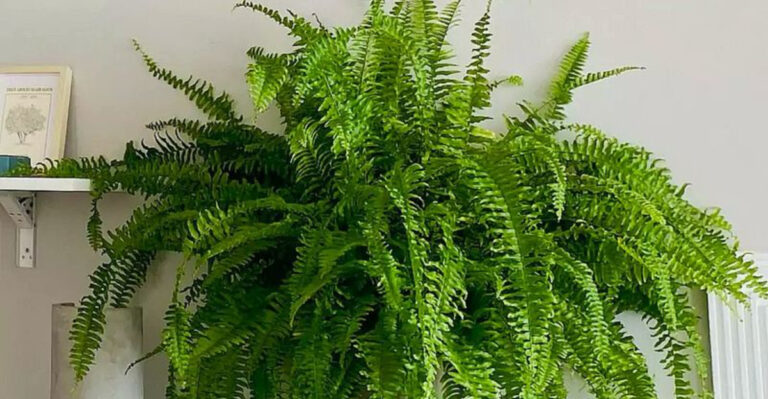 15 Native Ferns That Outshine Exotic Imports