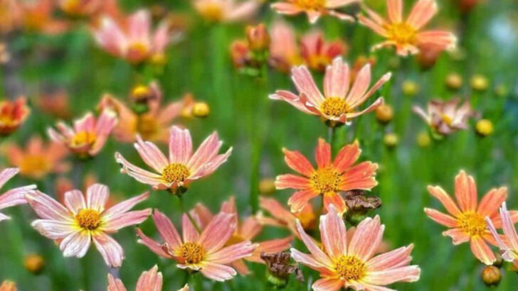 15 Plants That Attract Butterflies, But Not Pests