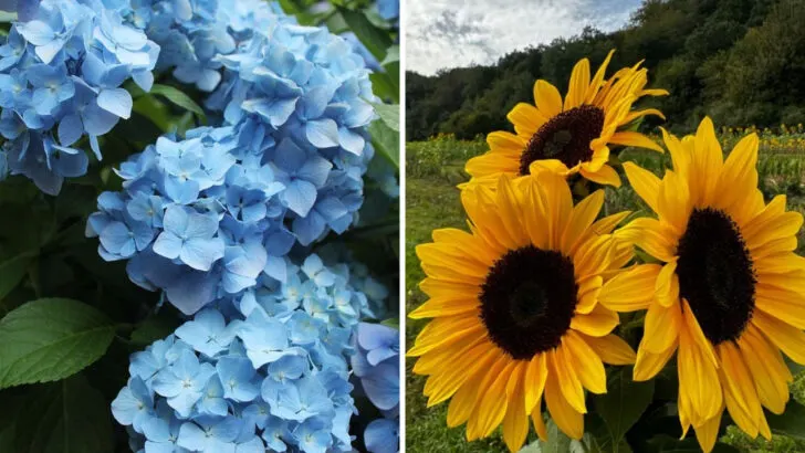 15 Plants That Bring Life and Personality to Any Garden