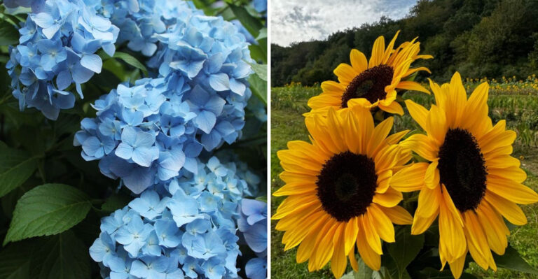 15 Plants That Bring Life and Personality to Any Garden
