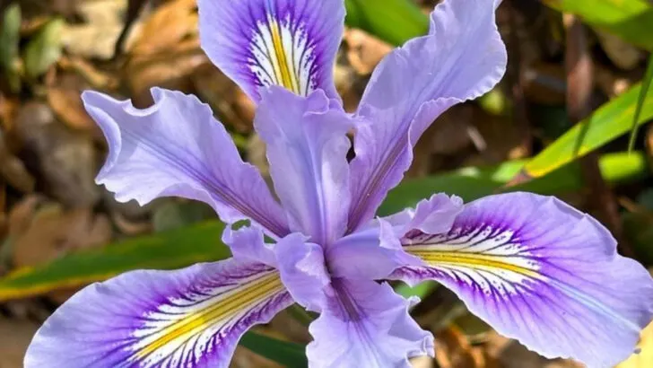 15 Plants That Love Rainy Summers (And 5 That Don’t Stand a Chance)